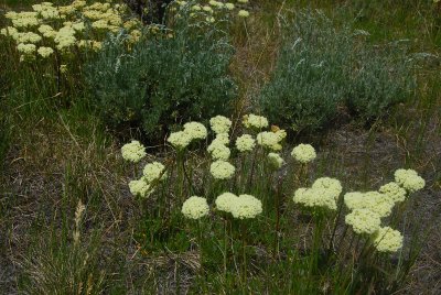 Weston Pass Wild Flowers