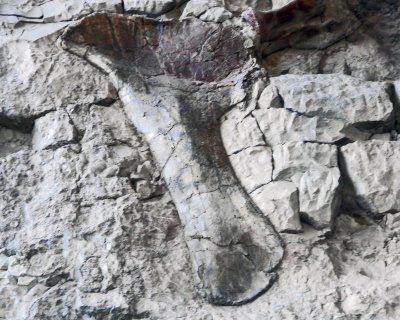 Dinosaur Nat Monument