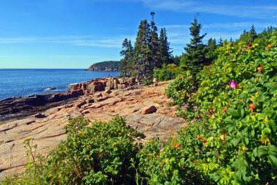 Acadia Shore - Maine