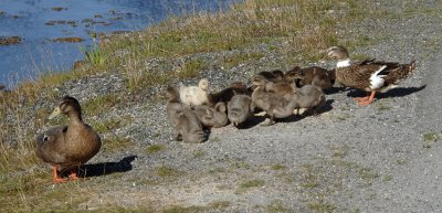 Quacker Family - Newfoundland