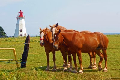 Horses - Prince Edward Island 
