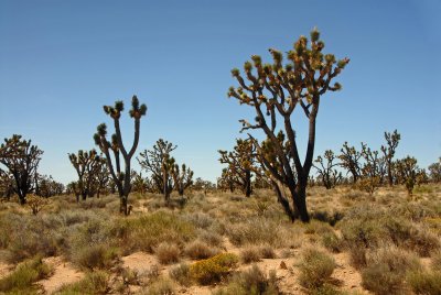 Mojave Joshua Trees