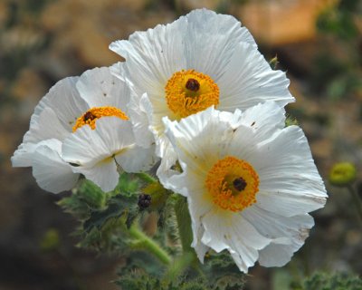 Death Valley area flowers
