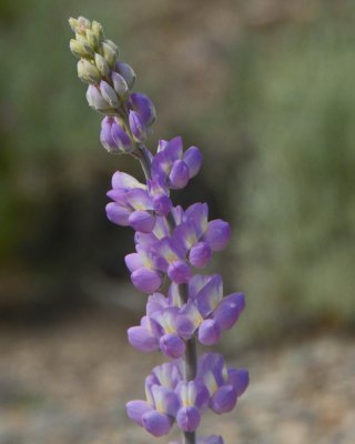 Death Valley area flowers