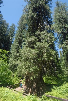 Largest tree east of Cascades,north of ElkRiver, ID
