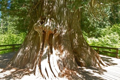 Largest tree east of Cascades,north of ElkRiver, ID