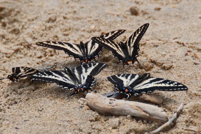 Butterfly convention, McCall, ID