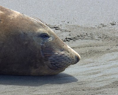 Baby Elephant Seal Nose