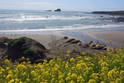 Baby Elephant Seals