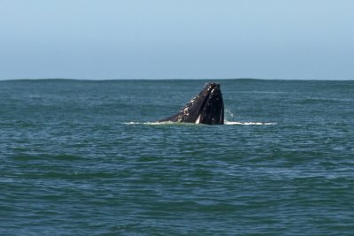 Whale Snout-Monterey Bay
