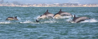 Racing Dolphins-Monterey Bay