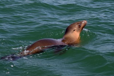 Seal-Monterey Bay