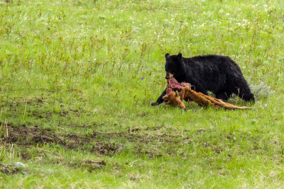 yellowstone_2015