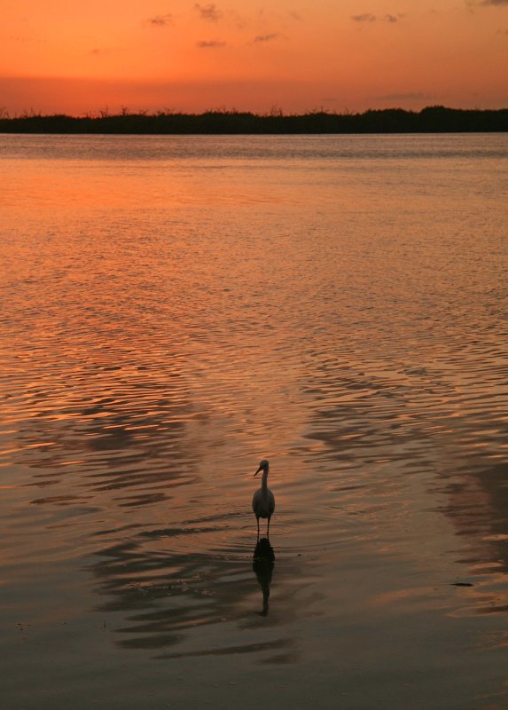 Sea Bird at Sunset
