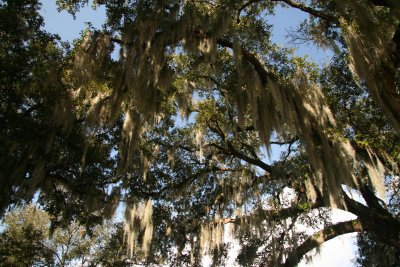 Spanish Moss