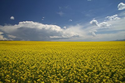 The Mustard Field