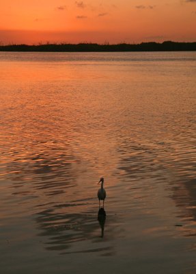 Sea Bird at Sunset