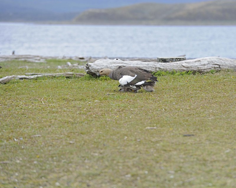 Upland Goose Female protecting Goslings from Skua attack