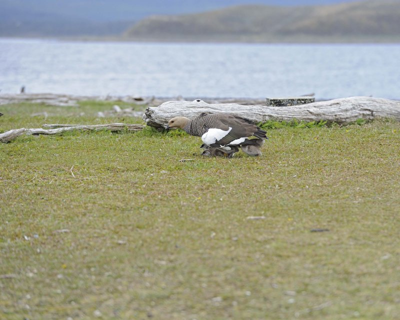 Upland Goose Female protecting Goslings from Skua attack