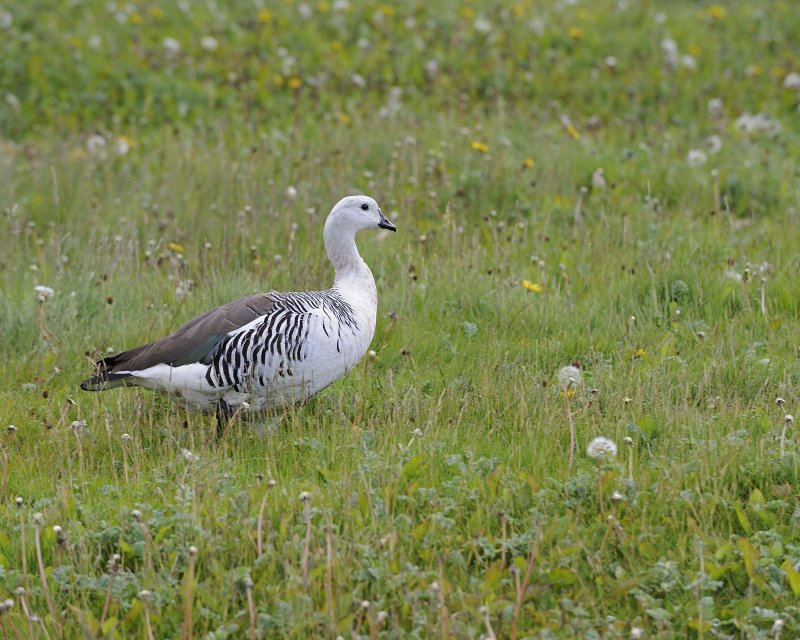 Upland Male Goose