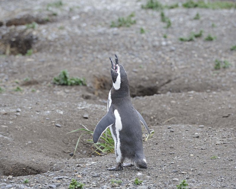 Braying Magellanic Penguin