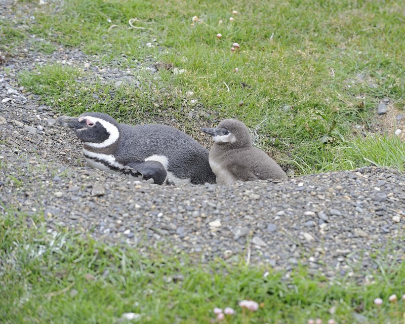 Magellanic Penguin with a Chick
