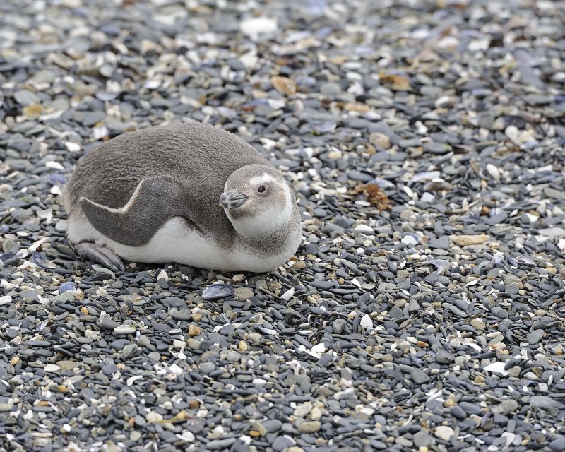 Magellanic Penguin