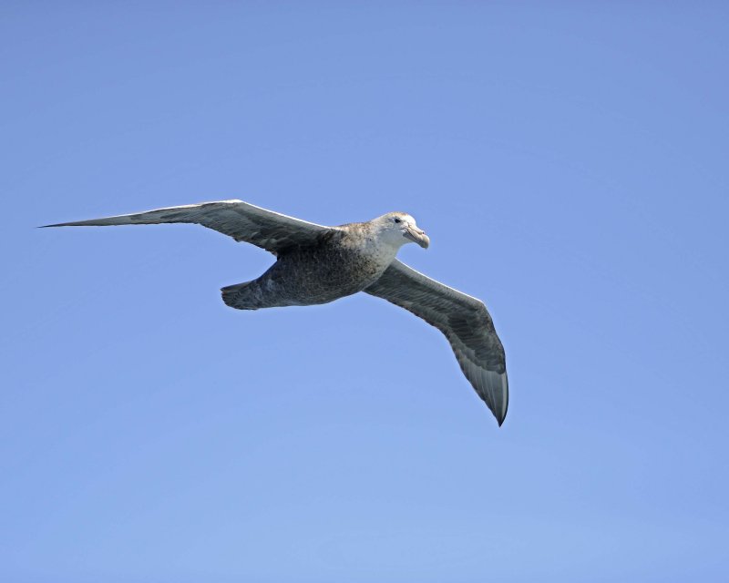 Heading to the Falkland Islands