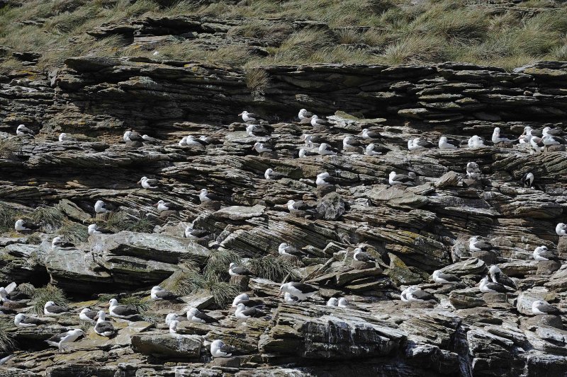 Black-browed Albatross Colony