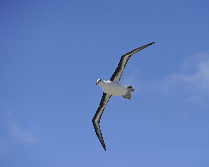 Black-browed Albatross Soaring