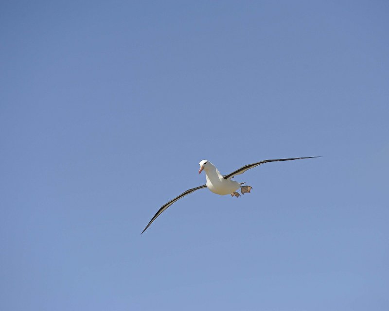 Black-browed Albatross Soaring