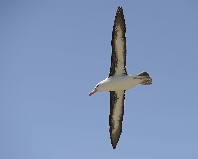 Black-browed Albatross Soaring