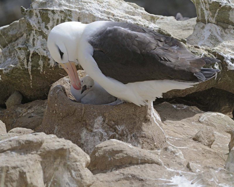 Black-browed Albatross with a Chick