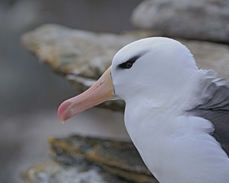 Black-browed Albatross