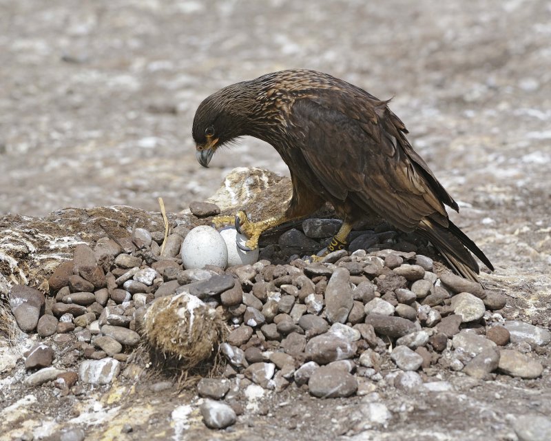 Striated Caracara trying to steal a Gentoo Penguin Egg