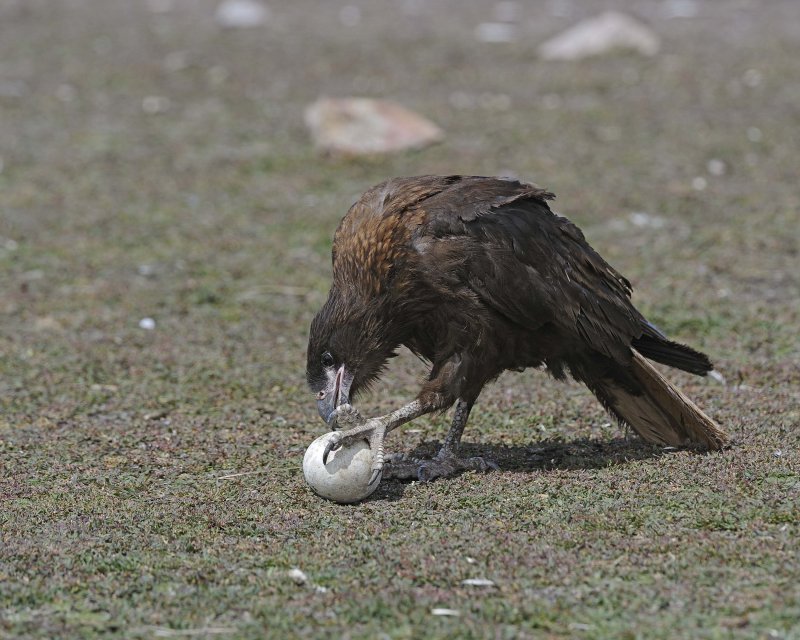 Striated Caracara with  Gentoo Penguin Egg