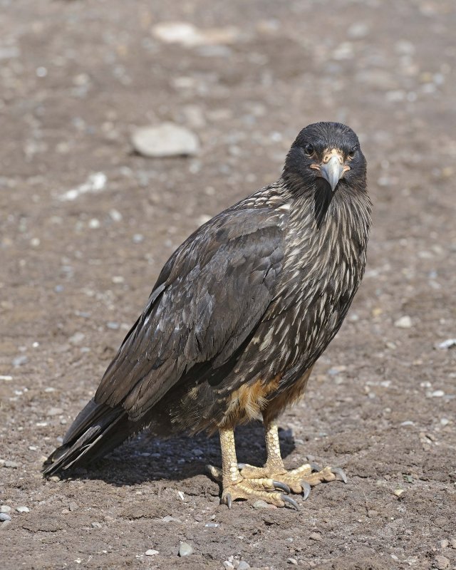 Striated Caracara