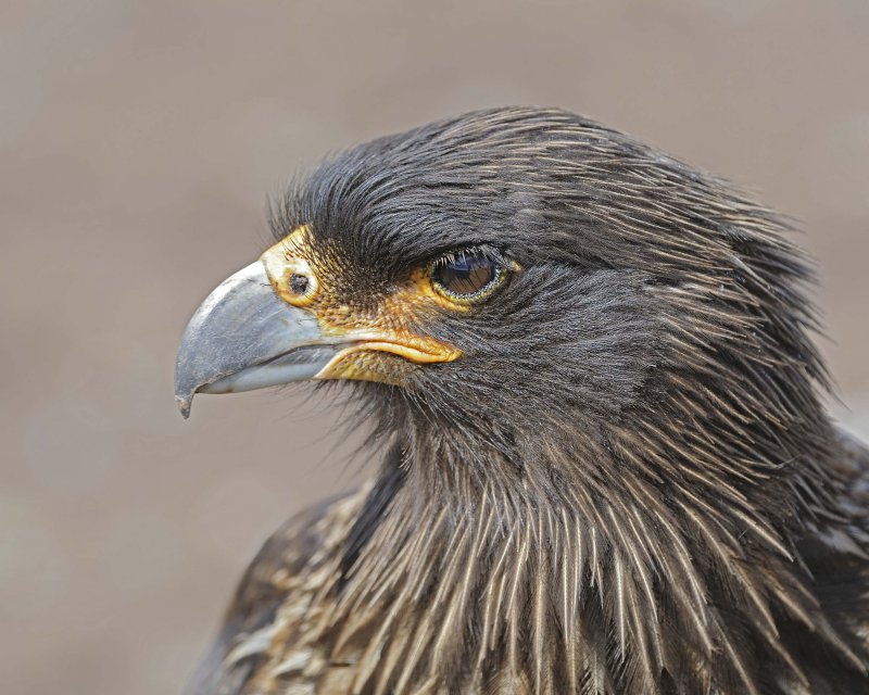 Striated Caracara