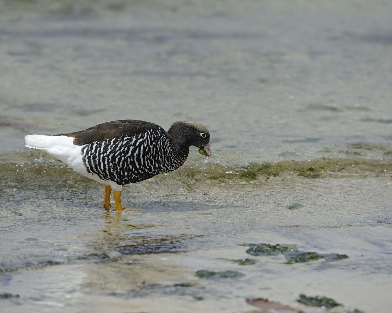 Kelp Goose Female