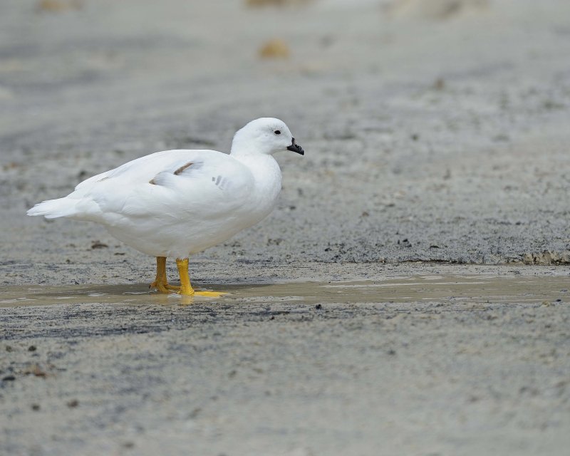  Kelp Goose Male