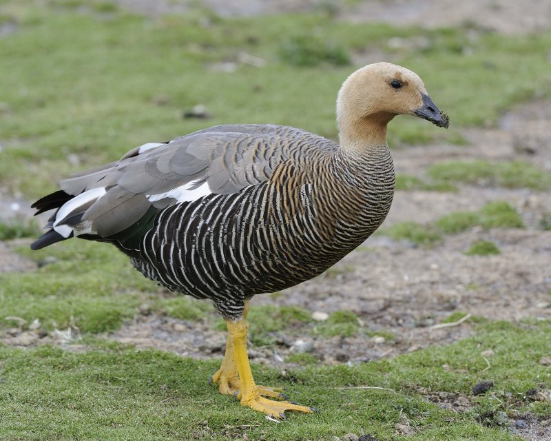 Upland Goose Female