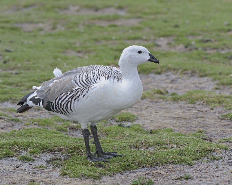 Upland Goose Male