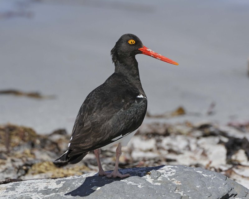 Magellanic Oystercatcher