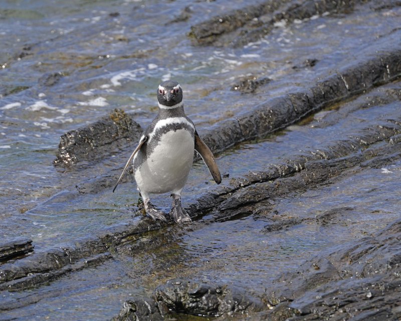  Magellanic Penguin