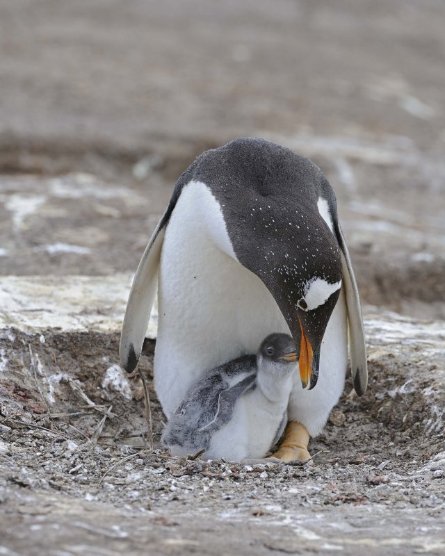 Gentoo Penguin with a Chick