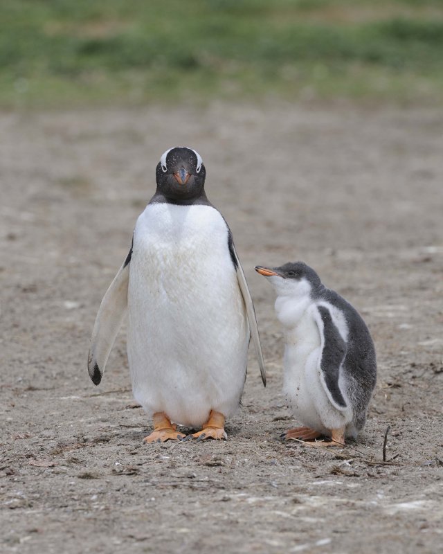 Gentoo Penguin with a Chick