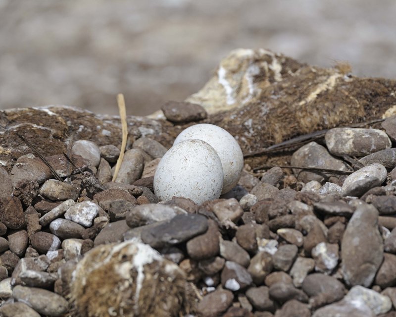 Two Gentoo Penguin Eggs