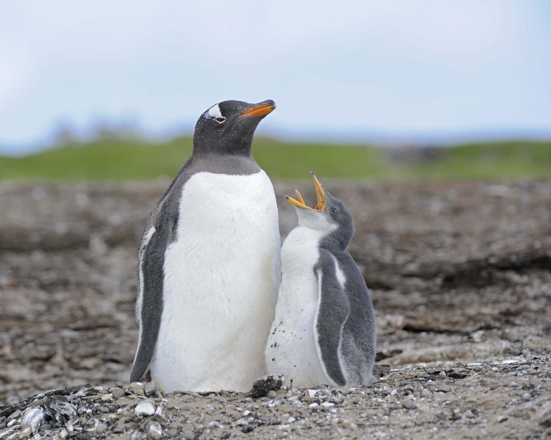 Gentoo Penguin with an older Chick
