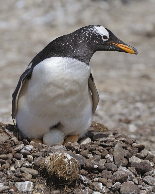 Gentoo Penguin with an Egg
