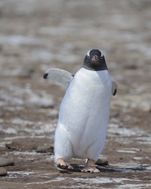Gentoo Penguin